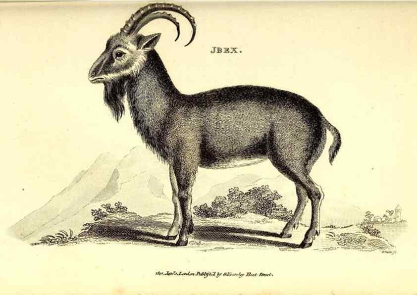 Reproducción/Reproduction 49826538151: General zoology, or Systematic natural history. London,Printed for G. Kearsley,1800-1826.. 