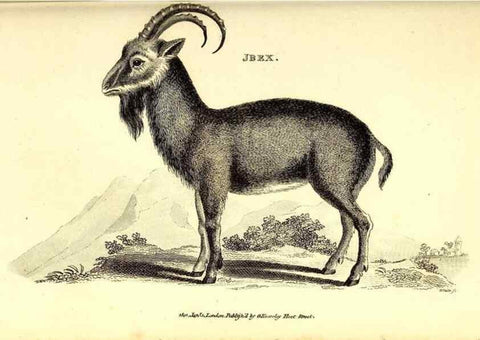 Reproducción/Reproduction 49826538151: General zoology, or Systematic natural history. London,Printed for G. Kearsley,1800-1826.. 