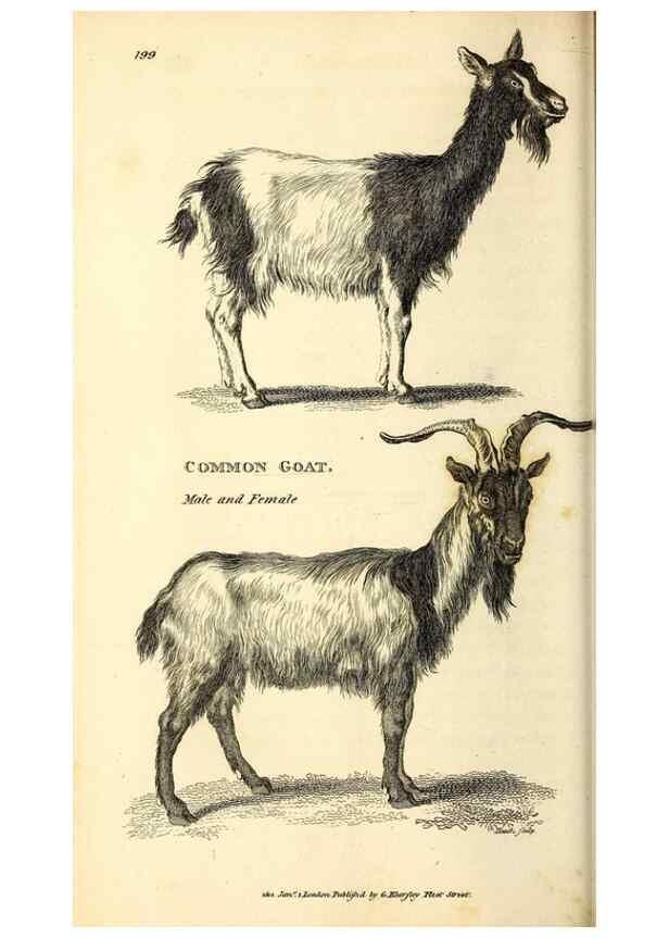 Reproducción/Reproduction 49826538421: General zoology, or Systematic natural history. London,Printed for G. Kearsley,1800-1826.. 