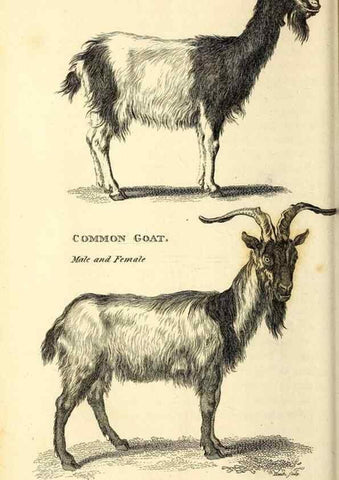 Reproducción/Reproduction 49826538421: General zoology, or Systematic natural history. London,Printed for G. Kearsley,1800-1826.. 