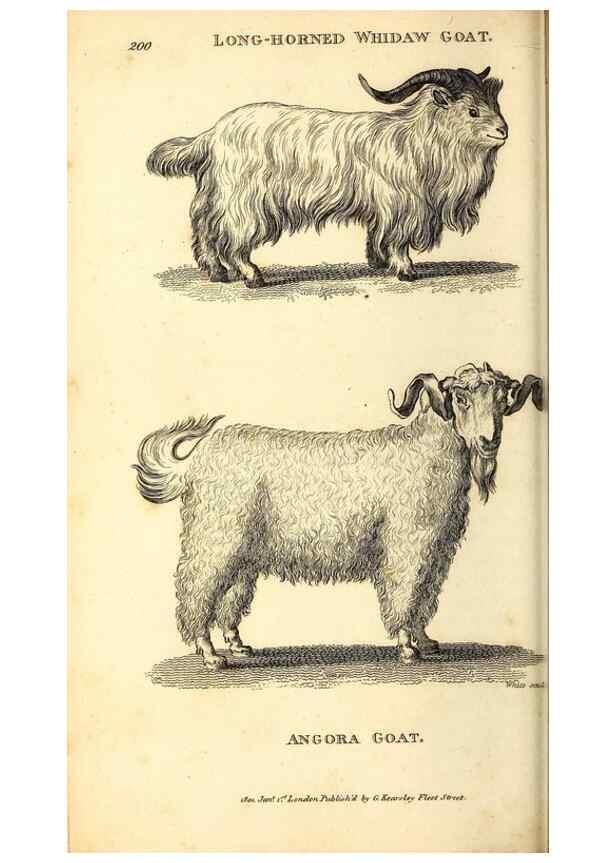 Reproducción/Reproduction 49826854777: General zoology, or Systematic natural history. London,Printed for G. Kearsley,1800-1826.. 
