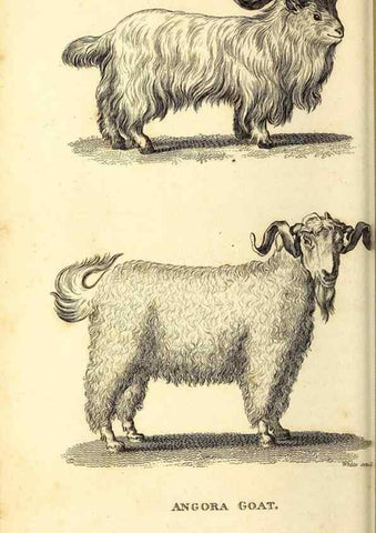 Reproducción/Reproduction 49826854777: General zoology, or Systematic natural history. London,Printed for G. Kearsley,1800-1826.. 