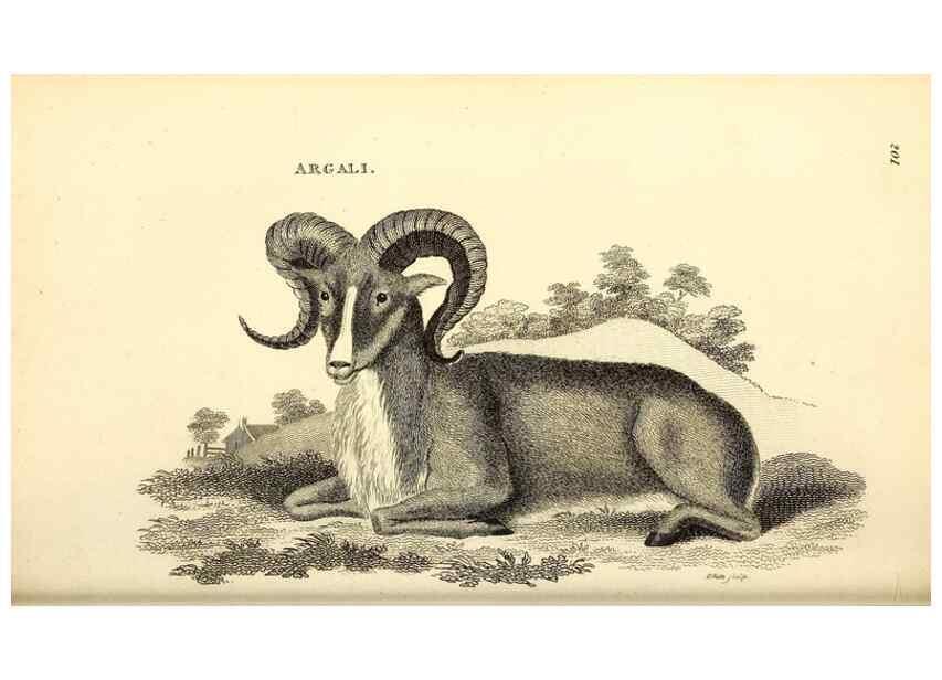 Reproducción/Reproduction 49826005828: General zoology, or Systematic natural history. London,Printed for G. Kearsley,1800-1826.. 