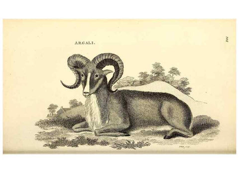 Reproducción/Reproduction 49826005828: General zoology, or Systematic natural history. London,Printed for G. Kearsley,1800-1826.. 