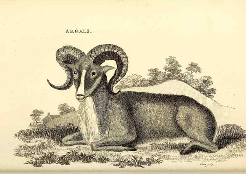 Reproducción/Reproduction 49826005828: General zoology, or Systematic natural history. London,Printed for G. Kearsley,1800-1826.. 