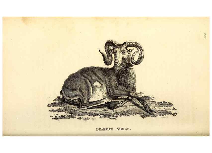 Reproducción/Reproduction 49826855242: General zoology, or Systematic natural history. London,Printed for G. Kearsley,1800-1826.. 