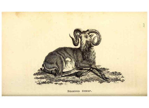 Reproducción/Reproduction 49826855242: General zoology, or Systematic natural history. London,Printed for G. Kearsley,1800-1826.. 