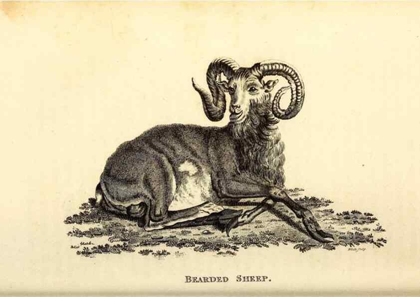 Reproducción/Reproduction 49826855242: General zoology, or Systematic natural history. London,Printed for G. Kearsley,1800-1826.. 