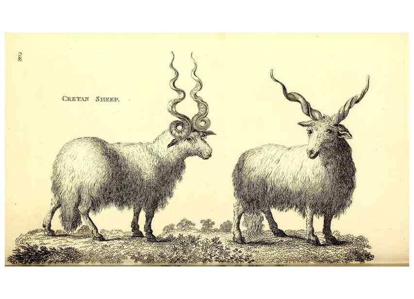 Reproducción/Reproduction 49826006453: General zoology, or Systematic natural history. London,Printed for G. Kearsley,1800-1826.. 