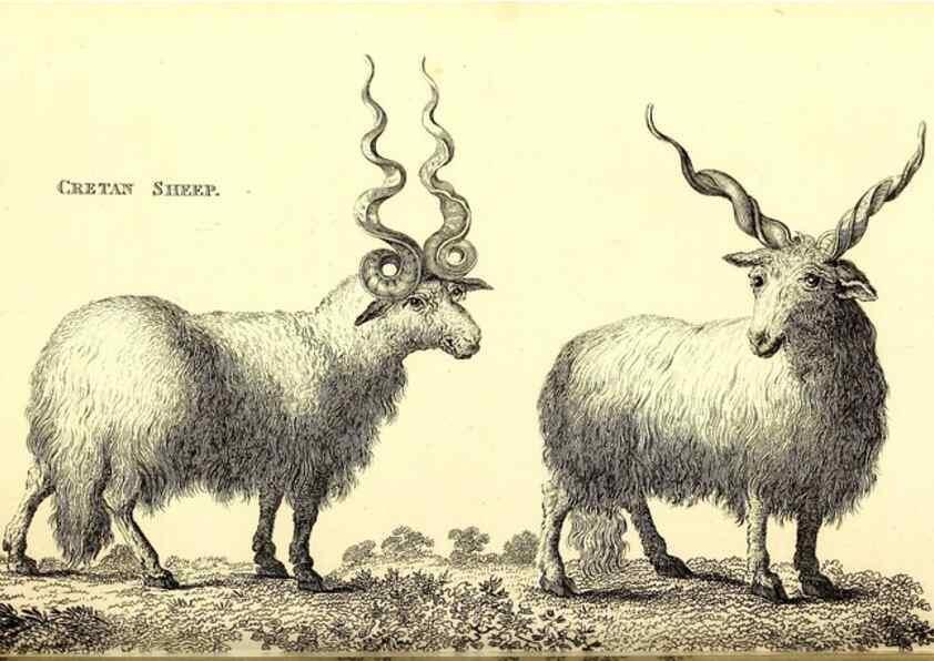 Reproducción/Reproduction 49826006453: General zoology, or Systematic natural history. London,Printed for G. Kearsley,1800-1826.. 