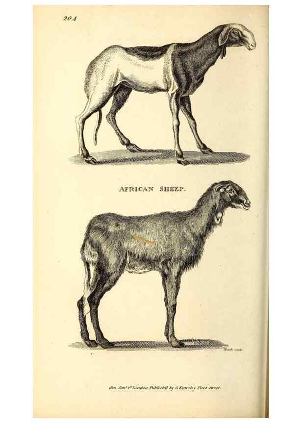 Reproducción/Reproduction 49826006893: General zoology, or Systematic natural history. London,Printed for G. Kearsley,1800-1826.. 