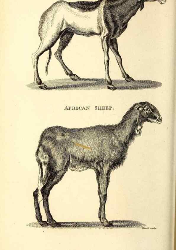 Reproducción/Reproduction 49826006893: General zoology, or Systematic natural history. London,Printed for G. Kearsley,1800-1826.. 