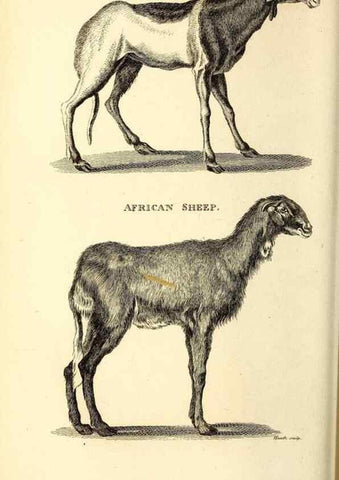 Reproducción/Reproduction 49826006893: General zoology, or Systematic natural history. London,Printed for G. Kearsley,1800-1826.. 