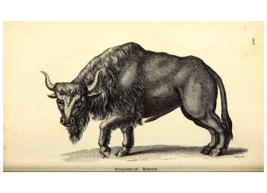 Reproducción/Reproduction 49826007258: General zoology, or Systematic natural history. London,Printed for G. Kearsley,1800-1826.. 