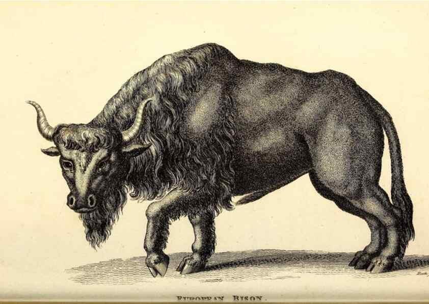 Reproducción/Reproduction 49826007258: General zoology, or Systematic natural history. London,Printed for G. Kearsley,1800-1826.. 
