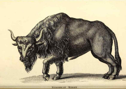 Reproducción/Reproduction 49826007258: General zoology, or Systematic natural history. London,Printed for G. Kearsley,1800-1826.. 