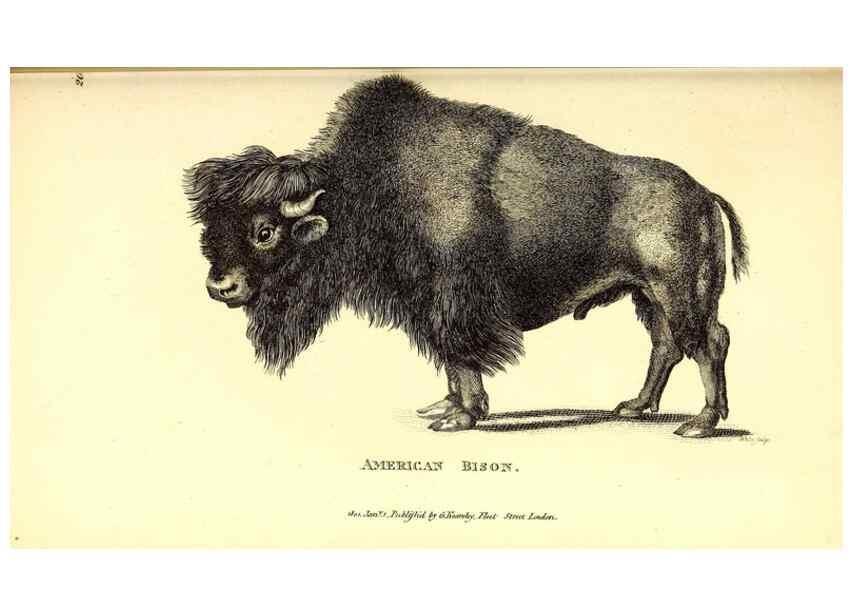 Reproducción/Reproduction 49826007643: General zoology, or Systematic natural history. London,Printed for G. Kearsley,1800-1826.. 