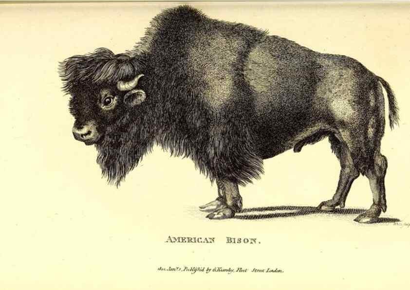 Reproducción/Reproduction 49826007643: General zoology, or Systematic natural history. London,Printed for G. Kearsley,1800-1826.. 