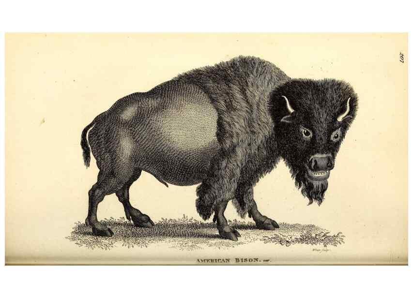 Reproducción/Reproduction 49826857212: General zoology, or Systematic natural history. London,Printed for G. Kearsley,1800-1826.. 