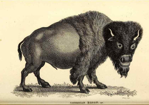 Reproducción/Reproduction 49826857212: General zoology, or Systematic natural history. London,Printed for G. Kearsley,1800-1826.. 