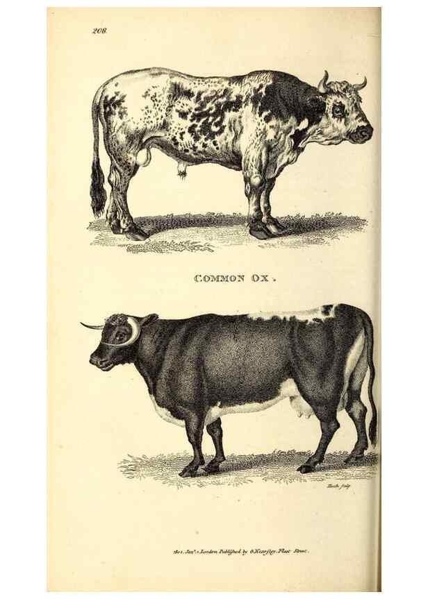 Reproducción/Reproduction 49826008338: General zoology, or Systematic natural history. London,Printed for G. Kearsley,1800-1826.. 