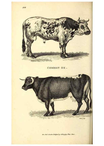 Reproducción/Reproduction 49826008338: General zoology, or Systematic natural history. London,Printed for G. Kearsley,1800-1826.. 