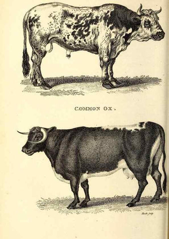 Reproducción/Reproduction 49826008338: General zoology, or Systematic natural history. London,Printed for G. Kearsley,1800-1826.. 