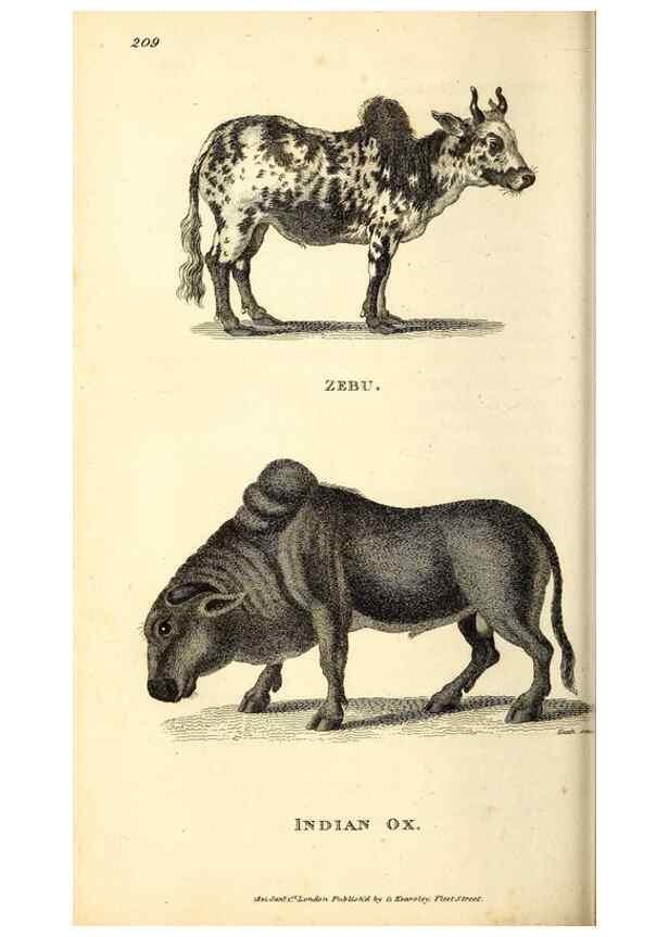 Reproducción/Reproduction 49826008563: General zoology, or Systematic natural history. London,Printed for G. Kearsley,1800-1826.. 
