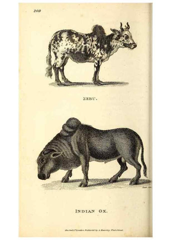 Reproducción/Reproduction 49826008563: General zoology, or Systematic natural history. London,Printed for G. Kearsley,1800-1826.. 