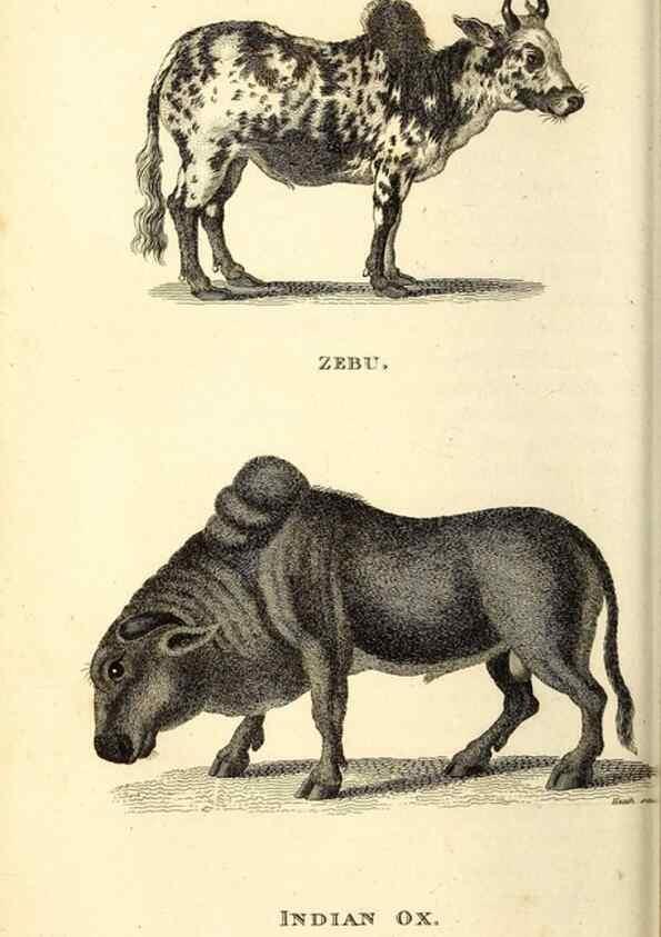 Reproducción/Reproduction 49826008563: General zoology, or Systematic natural history. London,Printed for G. Kearsley,1800-1826.. 