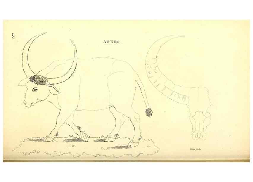 Reproducción/Reproduction 49826857972: General zoology, or Systematic natural history. London,Printed for G. Kearsley,1800-1826.. 