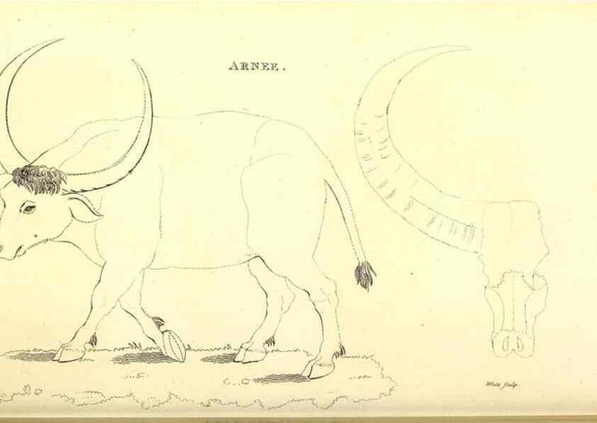 Reproducción/Reproduction 49826857972: General zoology, or Systematic natural history. London,Printed for G. Kearsley,1800-1826.. 