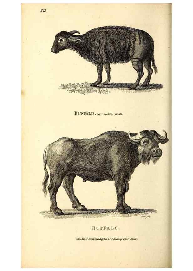 Reproducción/Reproduction 49826858227: General zoology, or Systematic natural history. London,Printed for G. Kearsley,1800-1826.. 