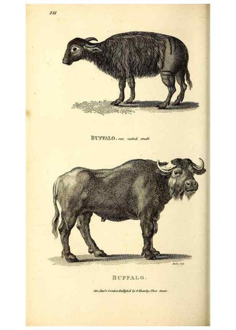 Reproducción/Reproduction 49826858227: General zoology, or Systematic natural history. London,Printed for G. Kearsley,1800-1826.. 