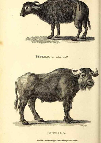Reproducción/Reproduction 49826858227: General zoology, or Systematic natural history. London,Printed for G. Kearsley,1800-1826.. 