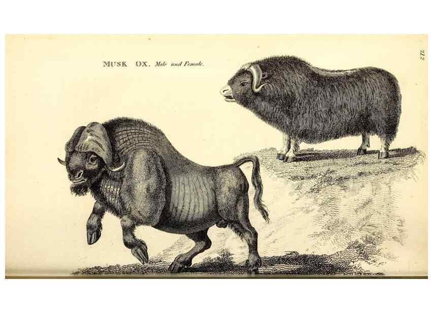 Reproducción/Reproduction 49826009428: General zoology, or Systematic natural history. London,Printed for G. Kearsley,1800-1826.. 