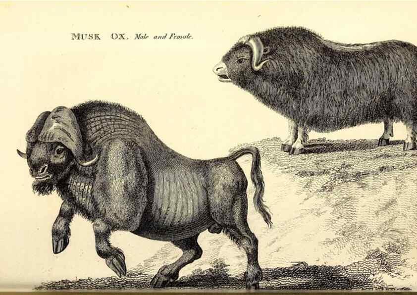 Reproducción/Reproduction 49826009428: General zoology, or Systematic natural history. London,Printed for G. Kearsley,1800-1826.. 