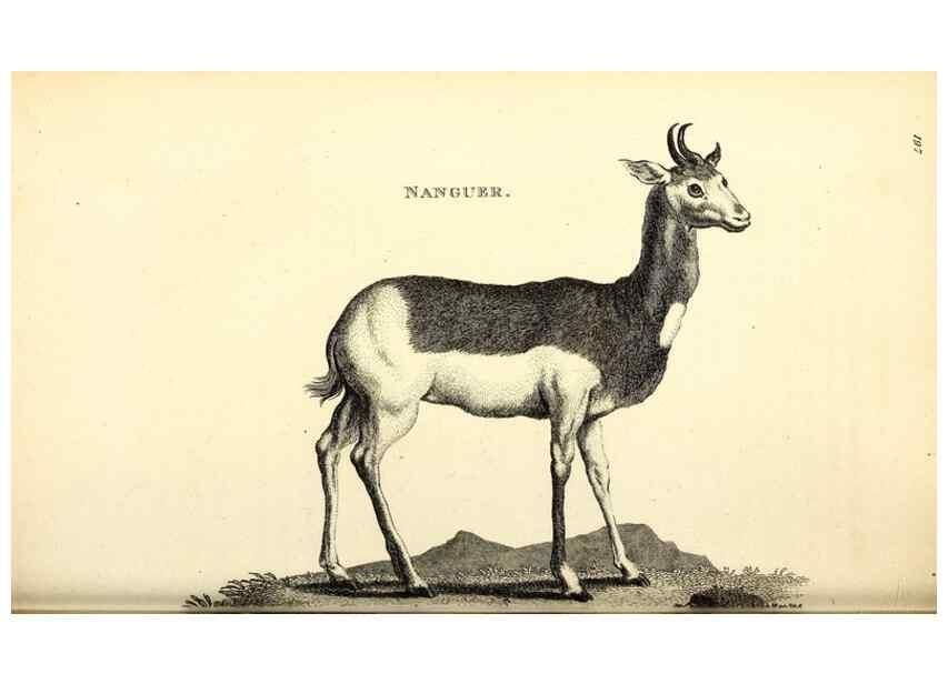 Reproducción/Reproduction 49826537831: General zoology, or Systematic natural history. London,Printed for G. Kearsley,1800-1826.. 