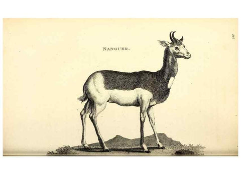 Reproducción/Reproduction 49826537831: General zoology, or Systematic natural history. London,Printed for G. Kearsley,1800-1826.. 