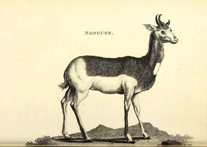 Reproducción/Reproduction 49826537831: General zoology, or Systematic natural history. London,Printed for G. Kearsley,1800-1826.. 