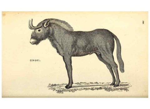 Reproducción/Reproduction 49826853832: General zoology, or Systematic natural history. London,Printed for G. Kearsley,1800-1826.. 