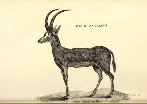 Reproducción/Reproduction 49826853512: General zoology, or Systematic natural history. London,Printed for G. Kearsley,1800-1826.. 