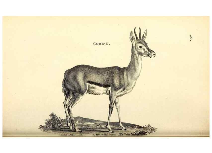 Reproducción/Reproduction 49826536876: General zoology, or Systematic natural history. London,Printed for G. Kearsley,1800-1826.. 
