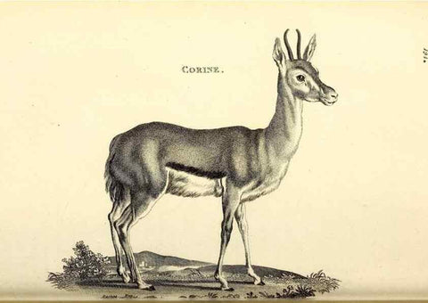 Reproducción/Reproduction 49826536876: General zoology, or Systematic natural history. London,Printed for G. Kearsley,1800-1826.. 