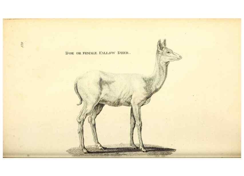 Reproducción/Reproduction 49826532191: General zoology, or Systematic natural history. London,Printed for G. Kearsley,1800-1826.. 