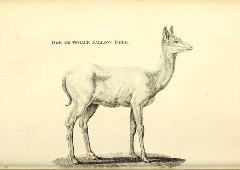 Reproducción/Reproduction 49826532191: General zoology, or Systematic natural history. London,Printed for G. Kearsley,1800-1826.. 