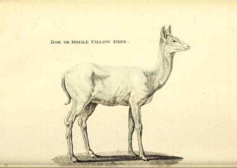 Reproducción/Reproduction 49826532191: General zoology, or Systematic natural history. London,Printed for G. Kearsley,1800-1826.. 