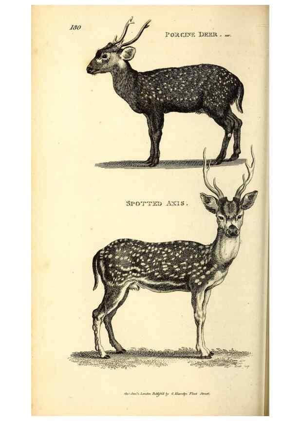 Reproducción/Reproduction 49826848832: General zoology, or Systematic natural history. London,Printed for G. Kearsley,1800-1826.. 