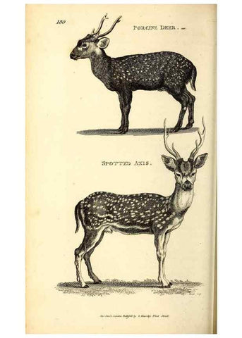 Reproducción/Reproduction 49826848832: General zoology, or Systematic natural history. London,Printed for G. Kearsley,1800-1826.. 