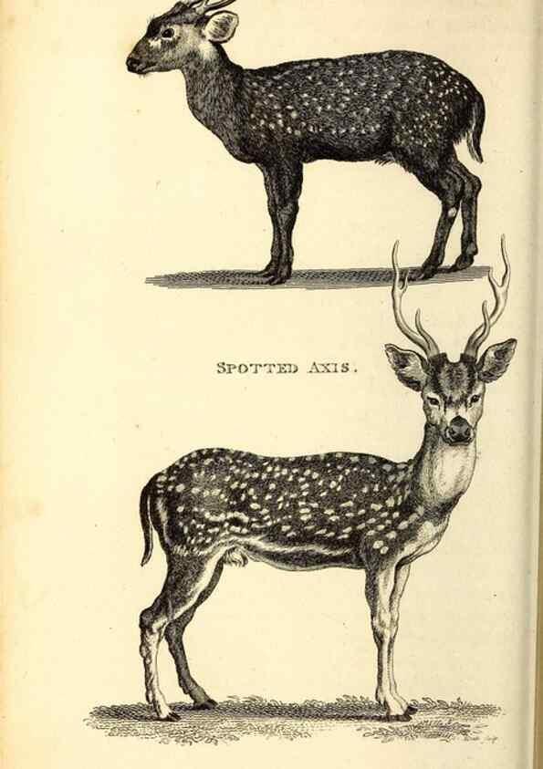 Reproducción/Reproduction 49826848832: General zoology, or Systematic natural history. London,Printed for G. Kearsley,1800-1826.. 